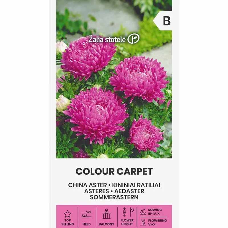 China Aster 'Colour Carpet' Pink