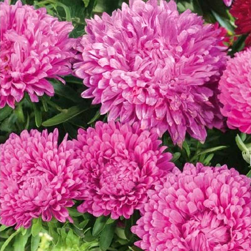 China Aster 'Colour Carpet' Pink