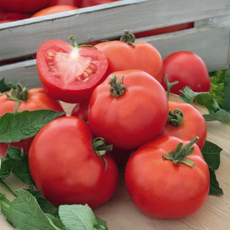 Tomato 'Rotkappchen'