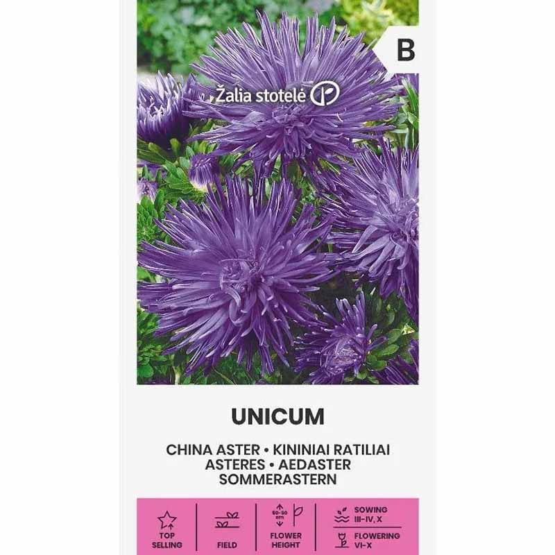 China Aster 'Unicum' Purple