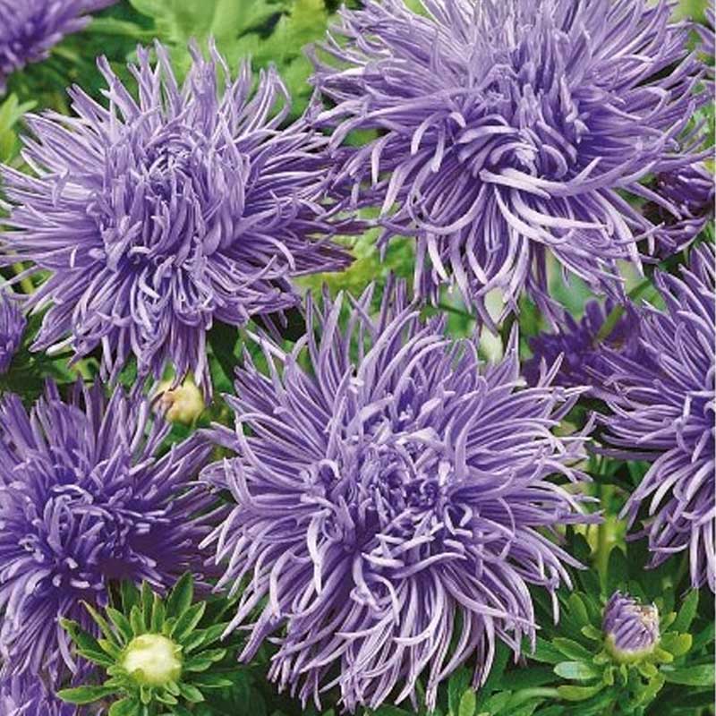 China Aster 'Unicum' Purple