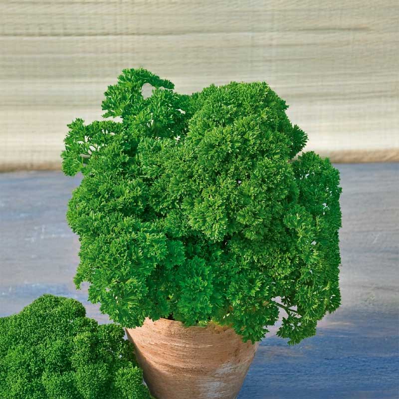 Parsley 'Moss curled 2'