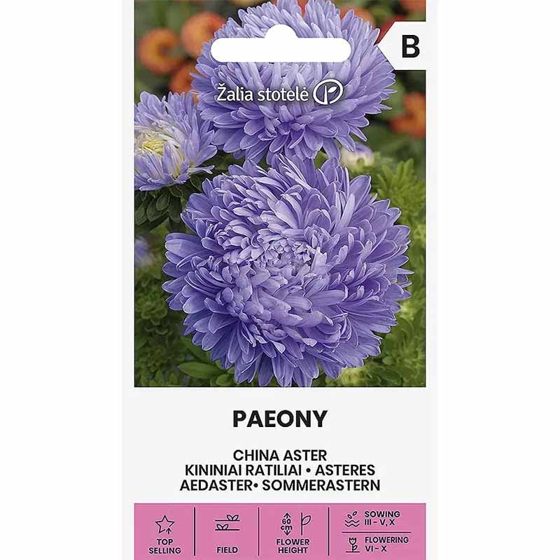 Summer Aster 'Paeony' Light Blue