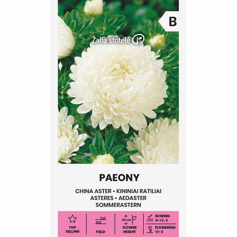 China Aster 'Paeony' white