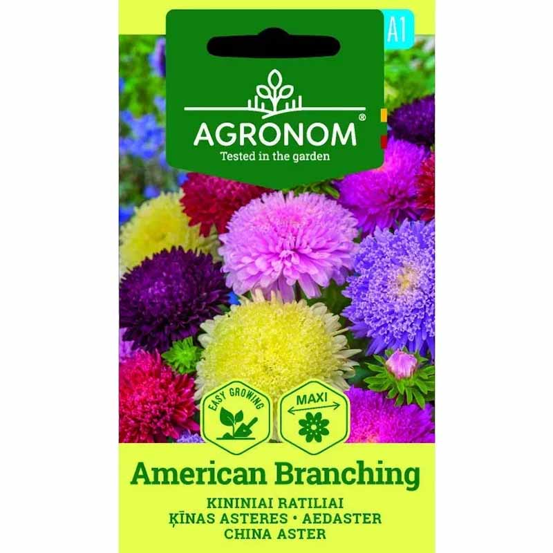 Annual Aster 'American Branching'