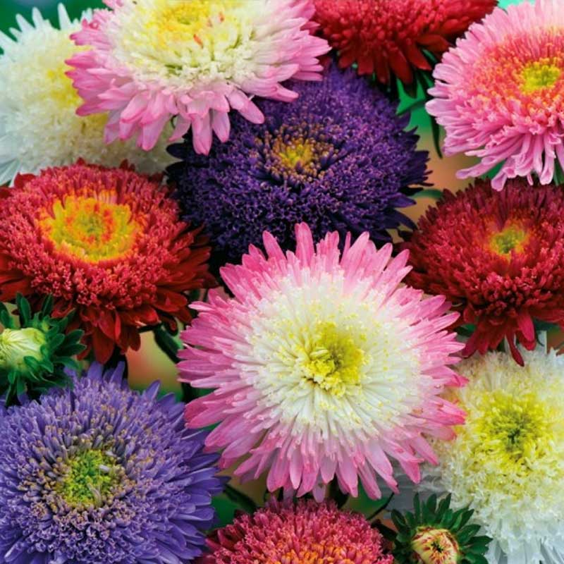 Annual Aster 'Bouquet Powderpuffs'