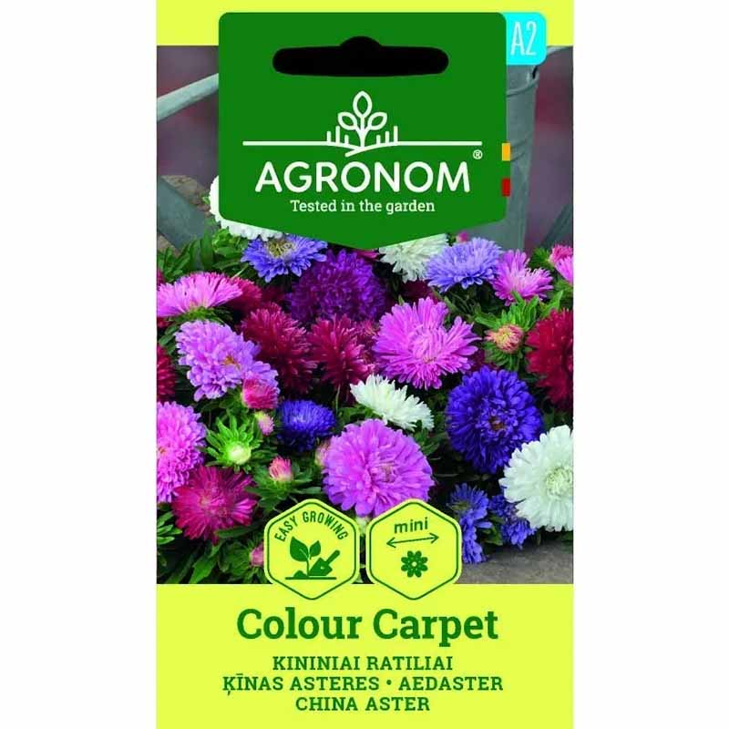 Annual Aster 'Colour Carpet Mix'