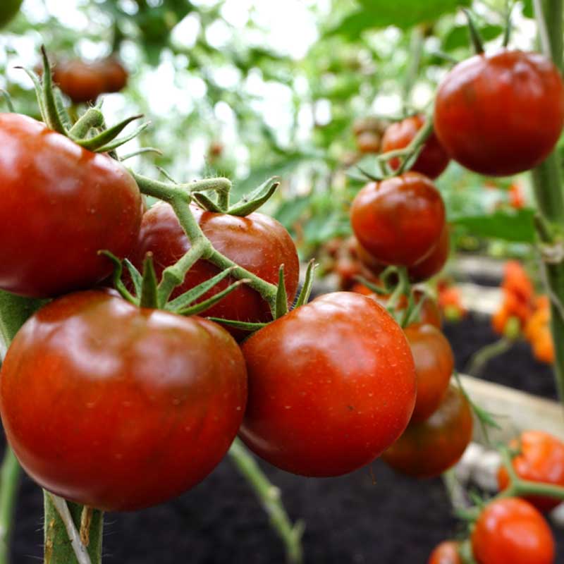 Tomato 'Bombonera' H