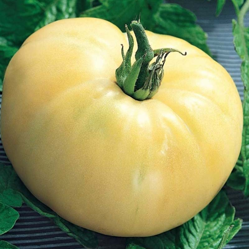 Beefsteak Tomato 'White beauty'