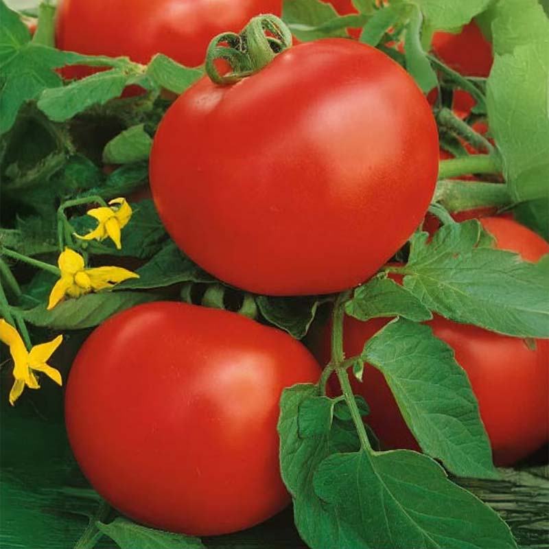Tomato 'Raissa' H