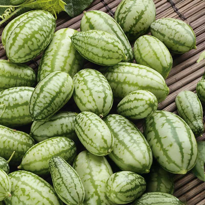 Mexican Sour Gherkin