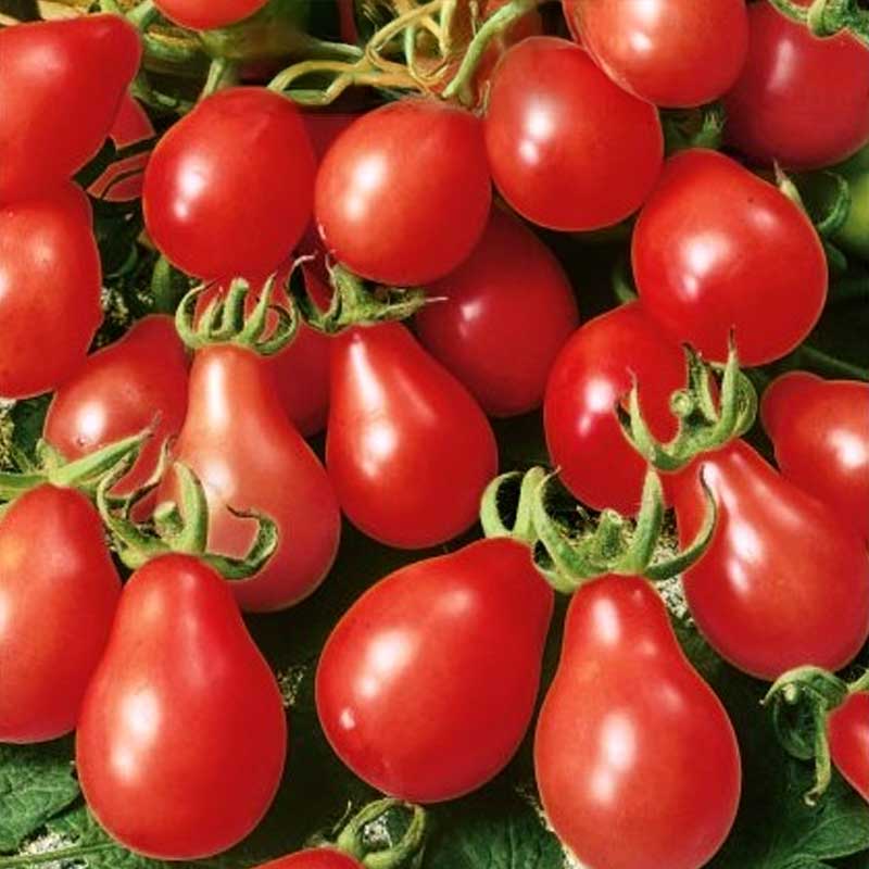 Tomato 'Radana'