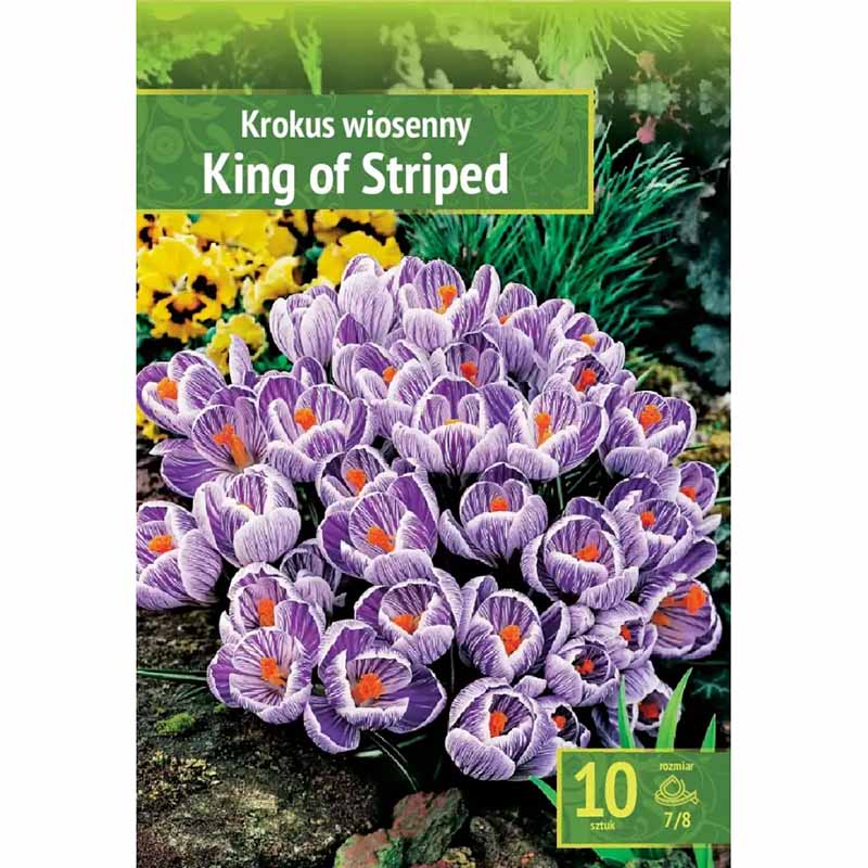 Crocus 'King of Striped'