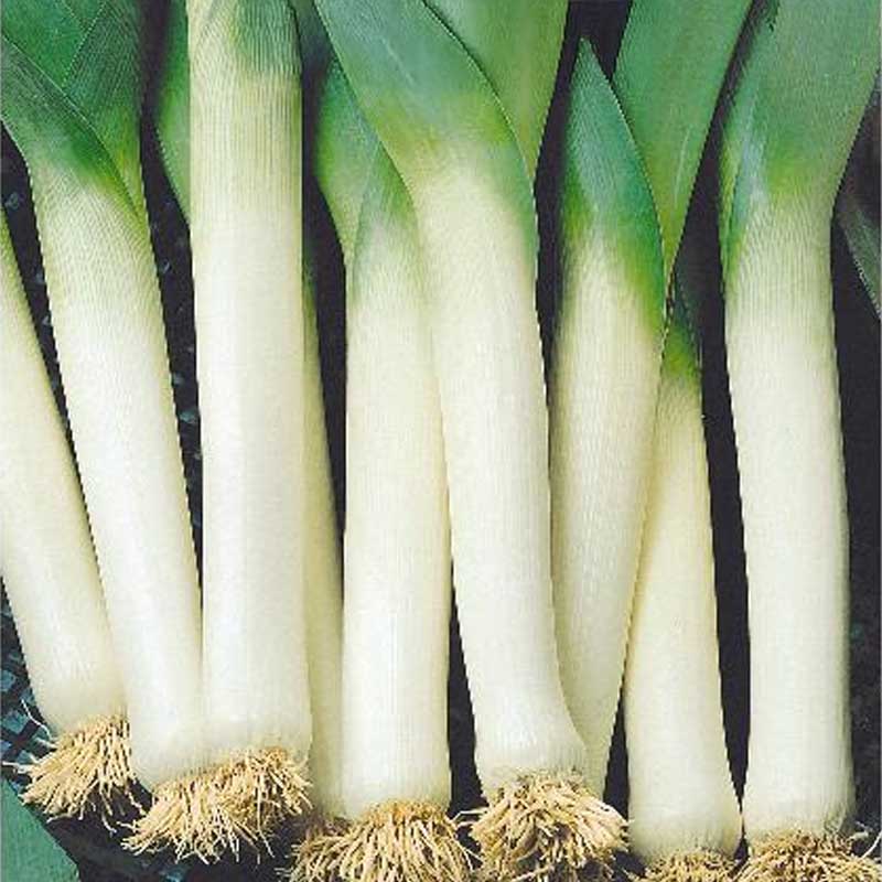 Leek 'Albos'