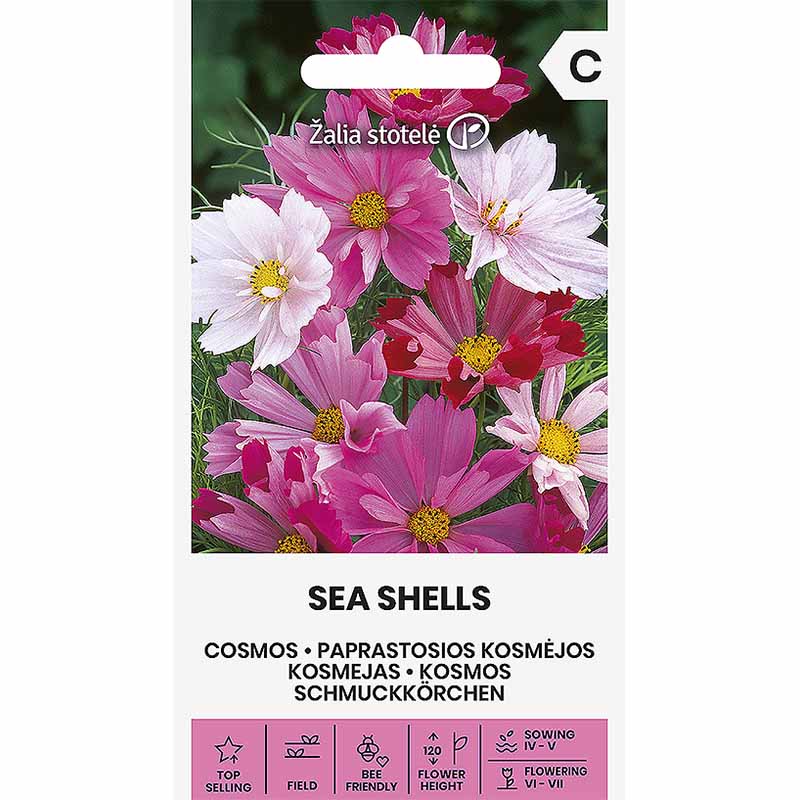 Cosmos 'Sea shells'