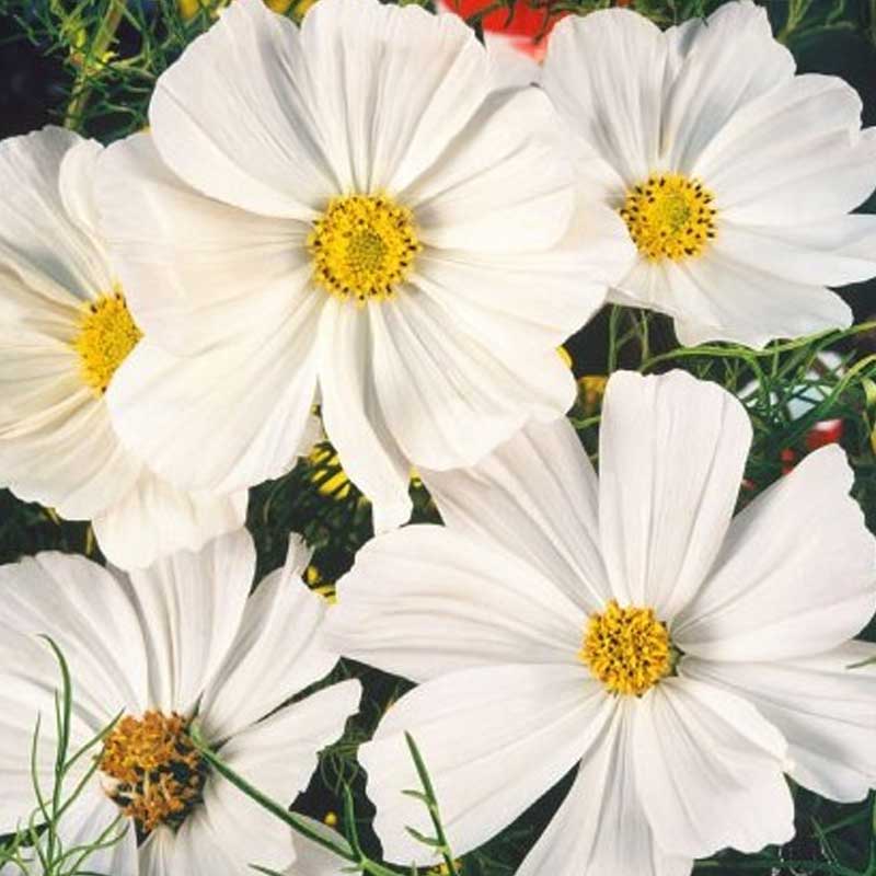 Cosmos 'Sensation white'