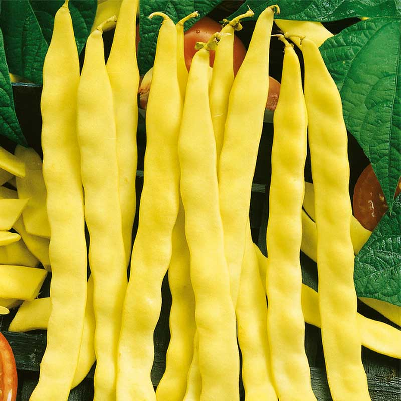 Climbing Bean 'Goldmarie'