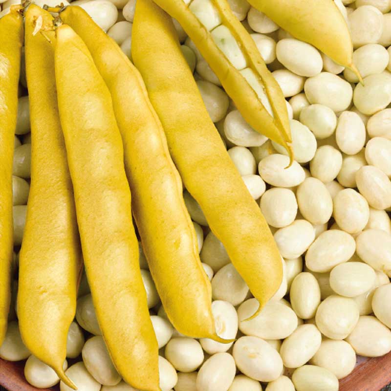 Shell Bean 'Cocagne'