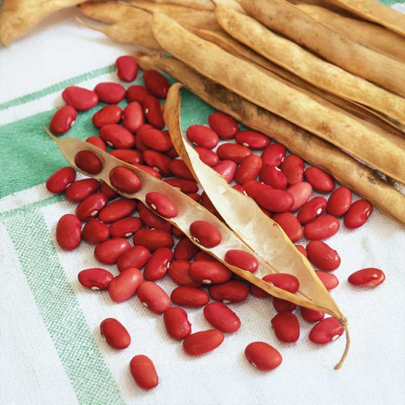 Garden Bean 'Wawelska'