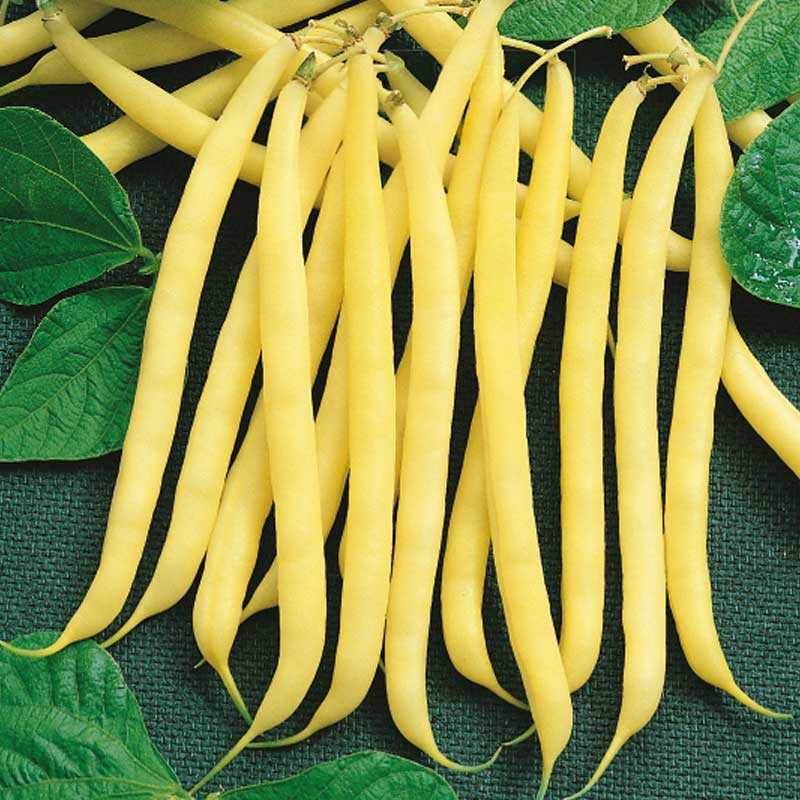 Snap Bean 'Zlota Saxa'