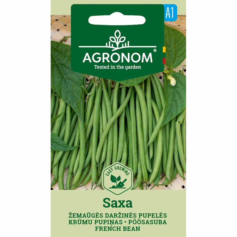 Snap Bean 'Saxa'