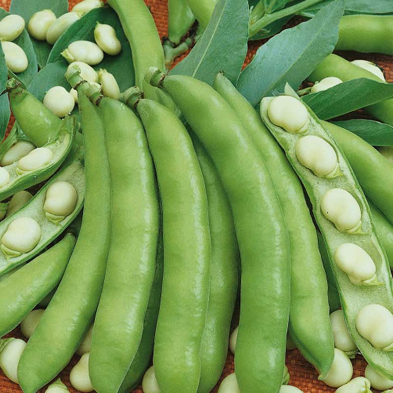 Broad Bean 'Windsor bialy'