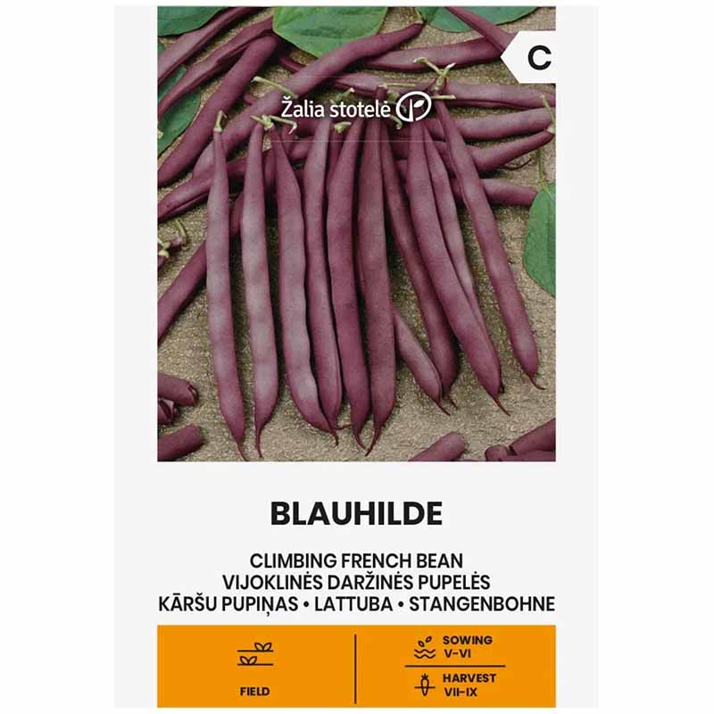 Climbing Bean 'Blauhilde'