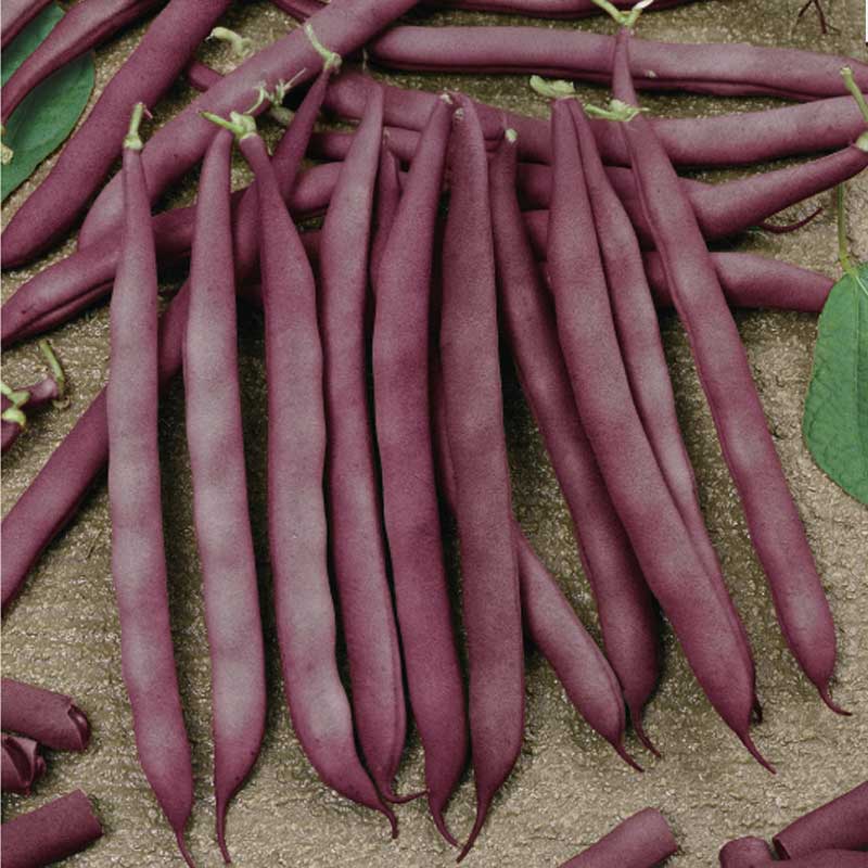 Climbing Bean 'Blauhilde'