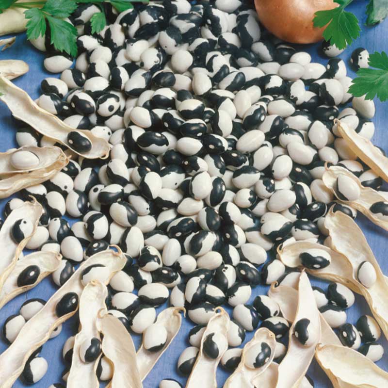 Cooking Bean 'Dalmatin'