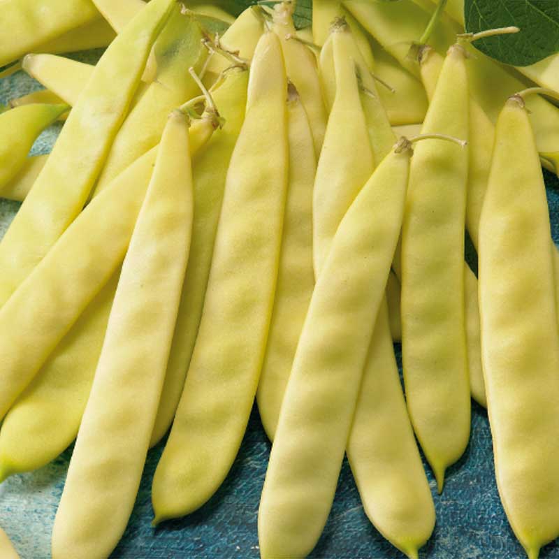 Snap Bean 'Serpedor'