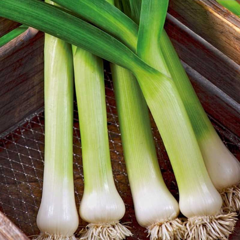 Leek 'De Carentan 2'