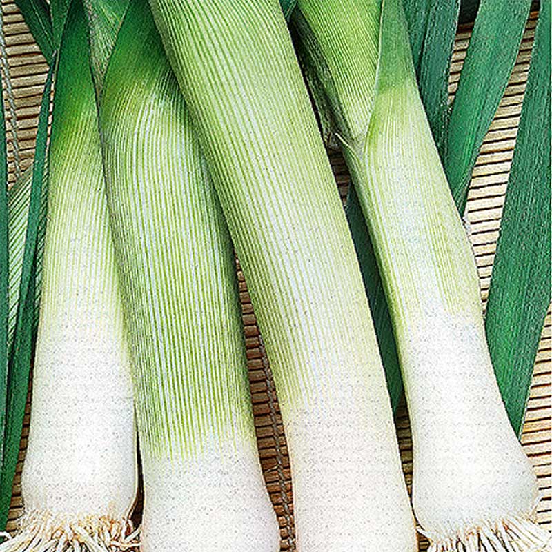 Leek 'Blue Green Winter'