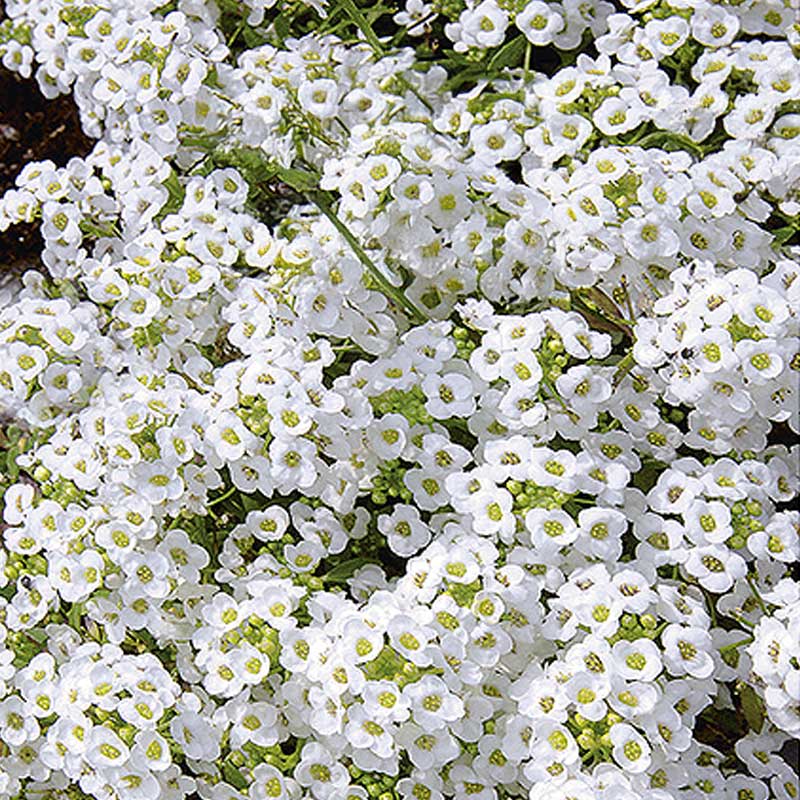 Sweet Alyssum 'Snowcloth'