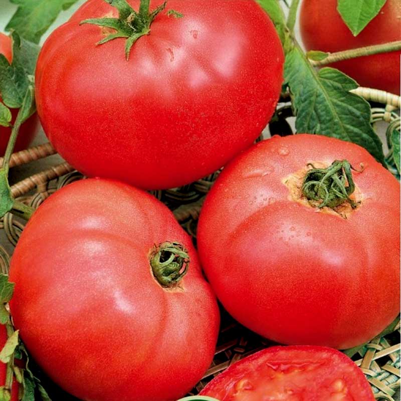 Tomato 'Faworyt'