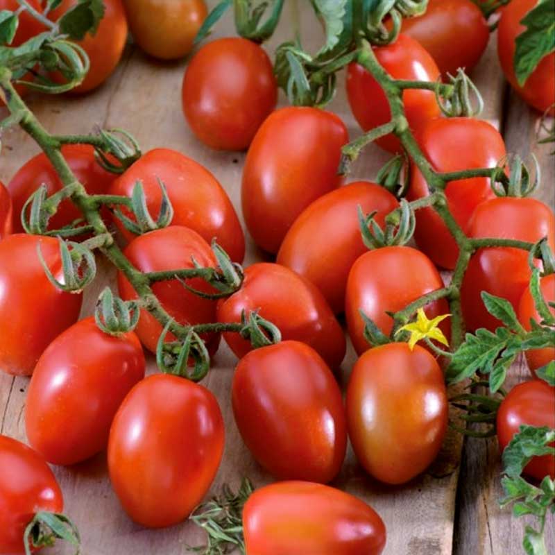 Tomato 'Principe borghese'