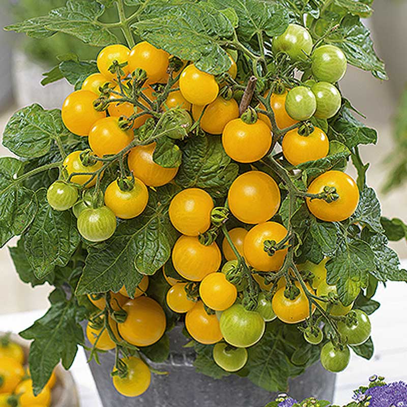 Tomato 'Balconi yellow' H