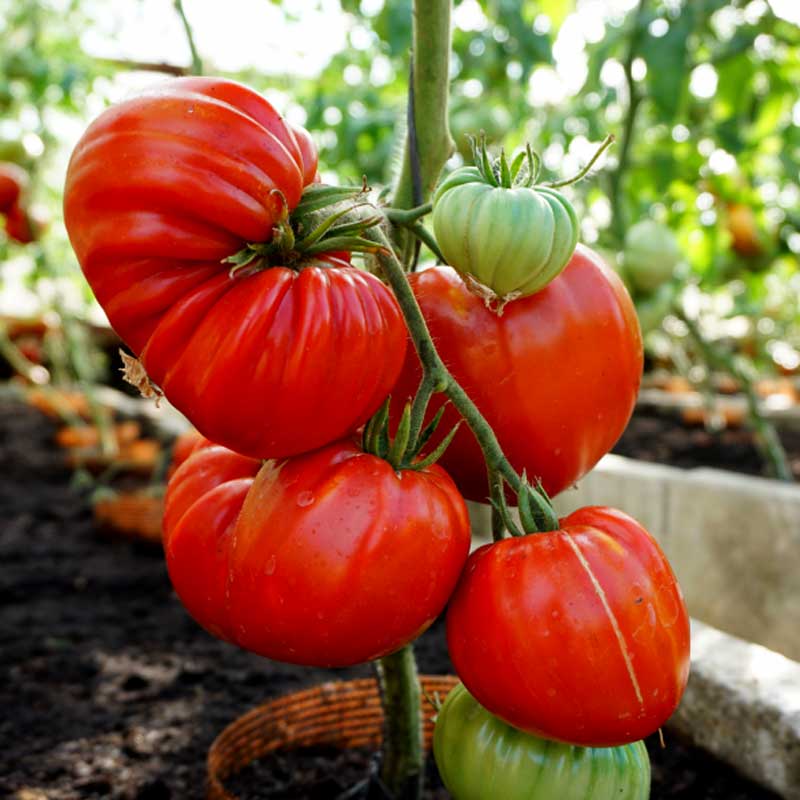 Beefsteak Tomato 'Gourmandia' H