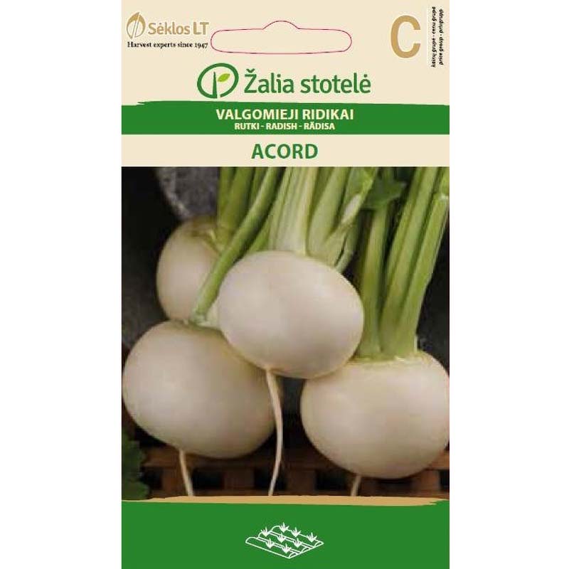 Radish 'Acord'