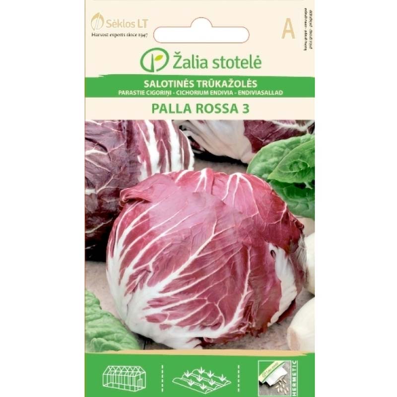 Endive Lettuce 'Palla rossa 3'