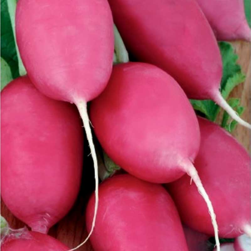 Radish 'Jutrezenka'