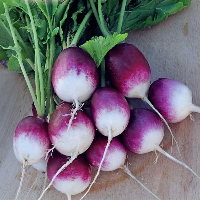 Radish 'Diana'