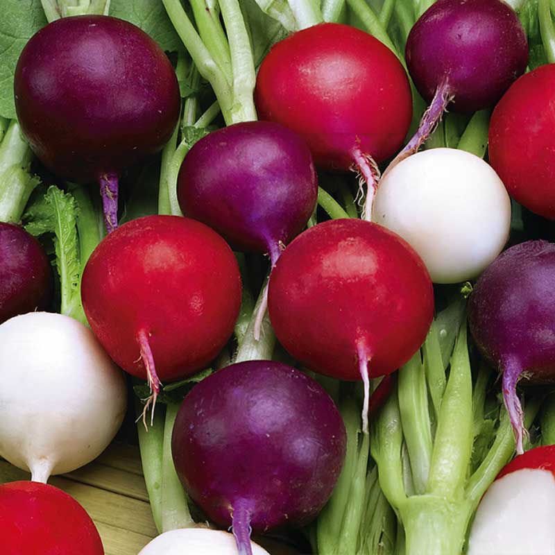 Radish 'Riesen Von Aspern Viola Sniežka'
