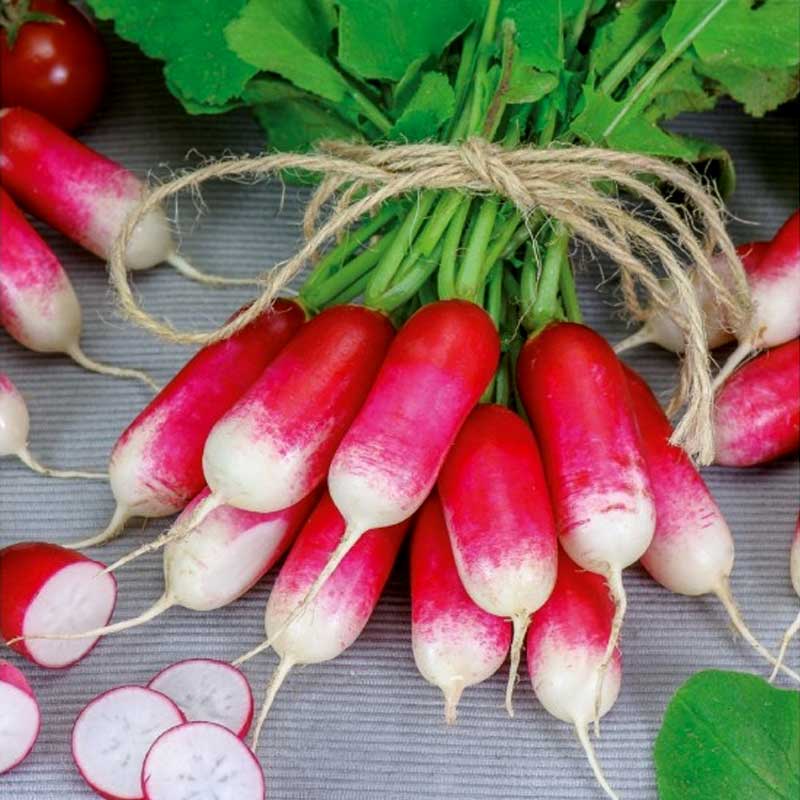 Radish 'De dix'