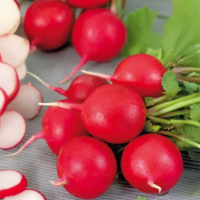 Radish 'Scarlet globe'