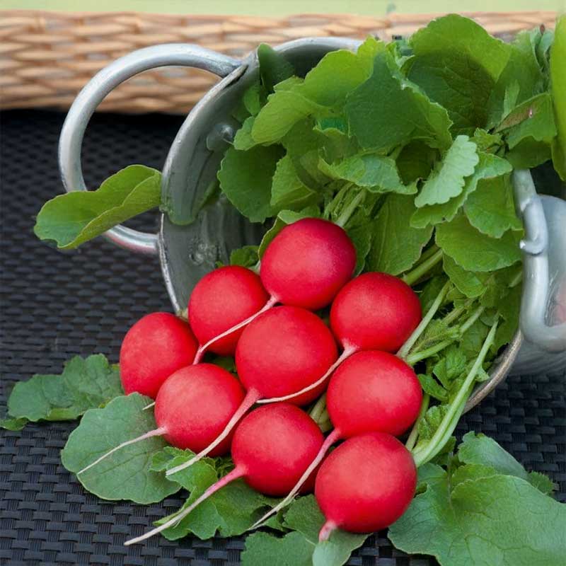 Radish 'Scarlet champion'