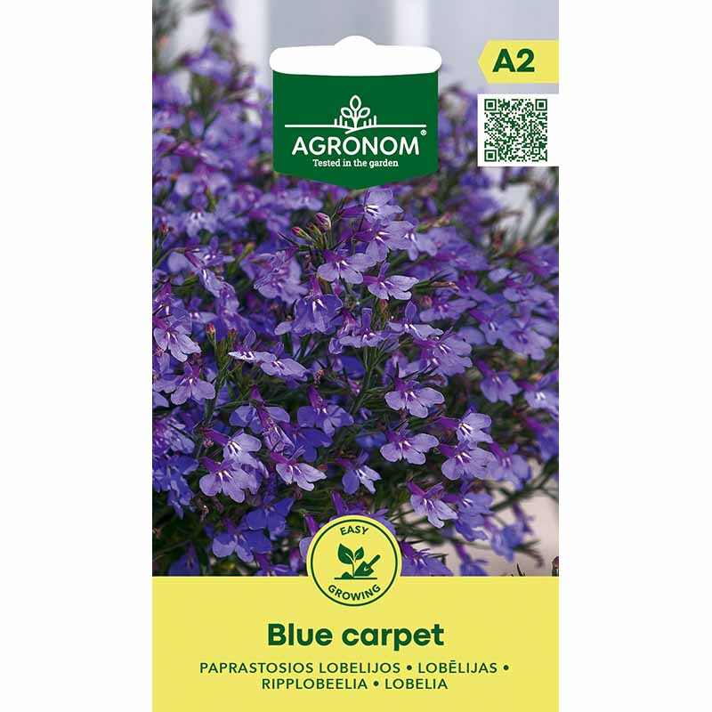 Trailing Lobelia 'Blue Carpet'