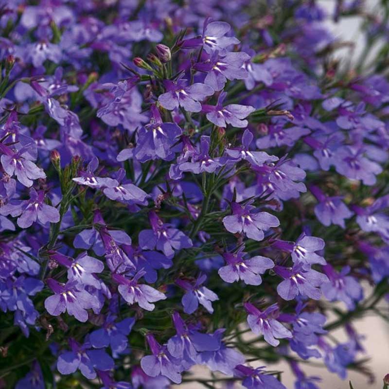 Trailing Lobelia 'Blue Carpet'