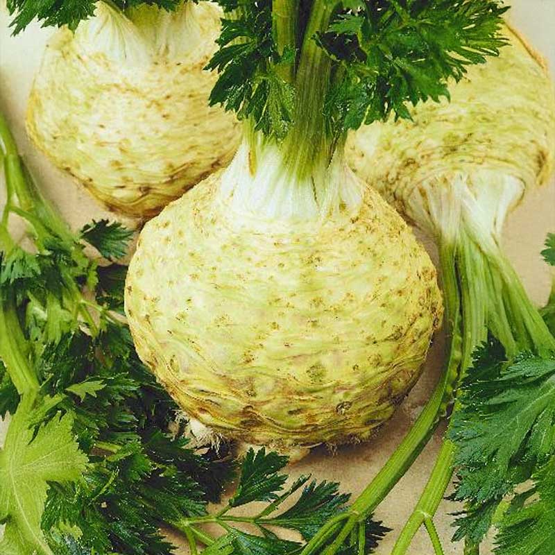 Celeriac 'President'