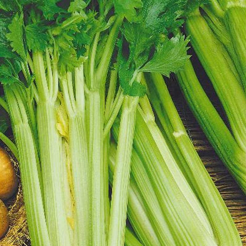 Celery 'Malachit'
