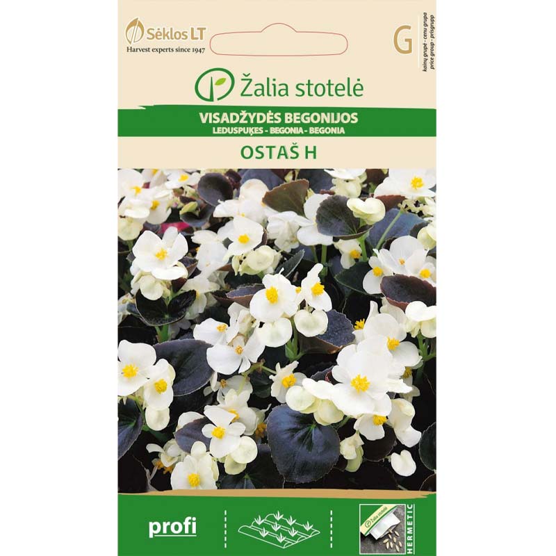 Begonia 'Ostas' H